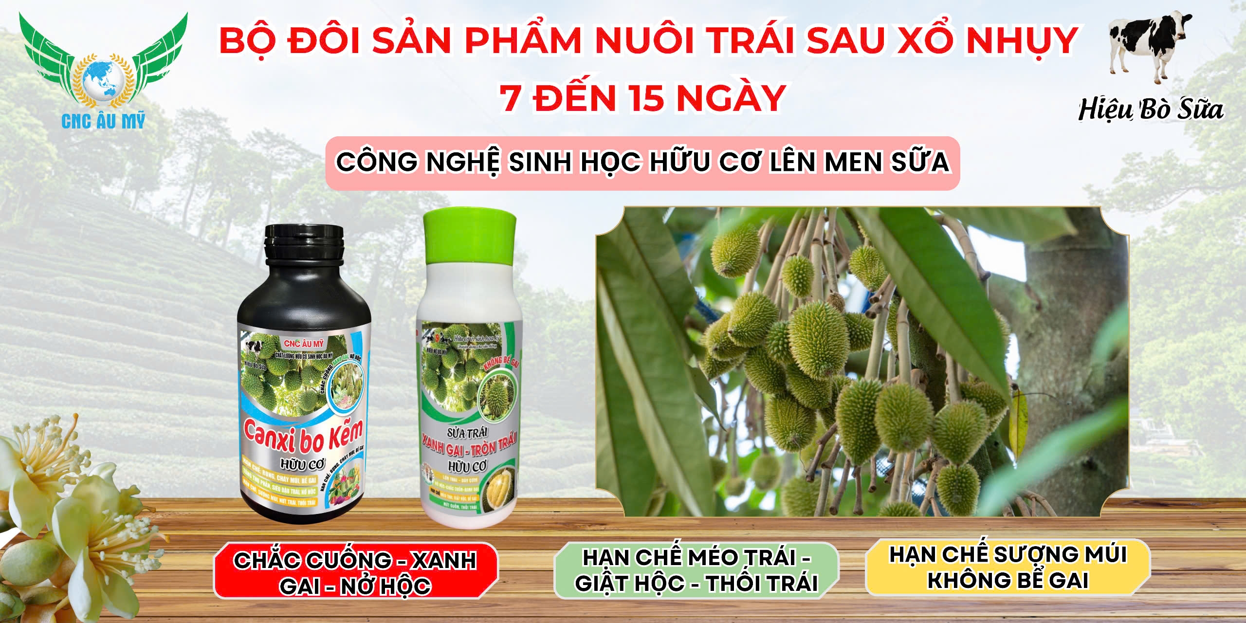 BỘ SẢN PHẨM NUÔI TRÁI SAU XỔ NHỤY 7-15 NGÀY