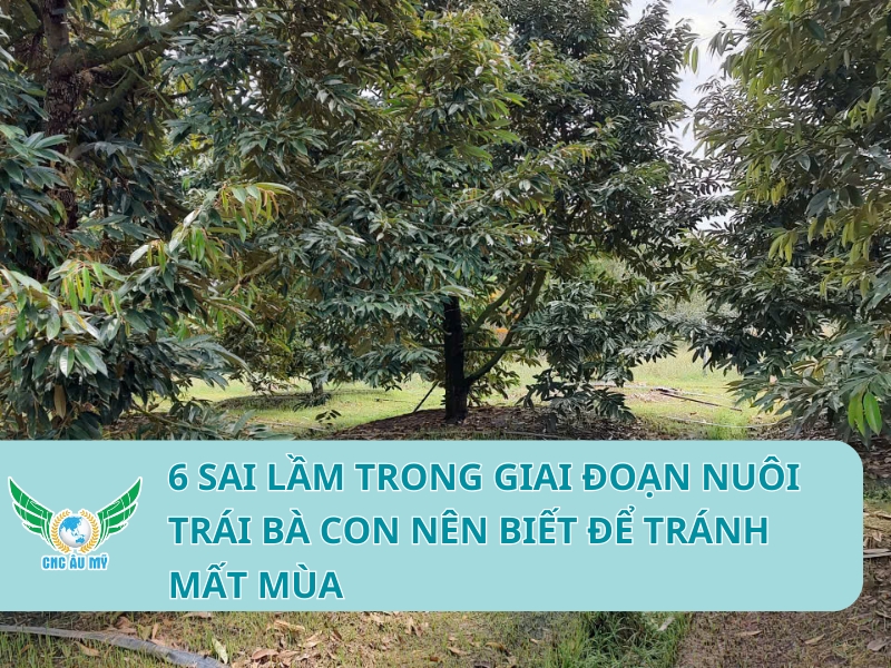 6 SAI LẦM TRONG GIAI ĐOẠN NUÔI TRÁI BÀ CON NÊN BIẾT ĐỂ TRÁNH MẤT MÙA