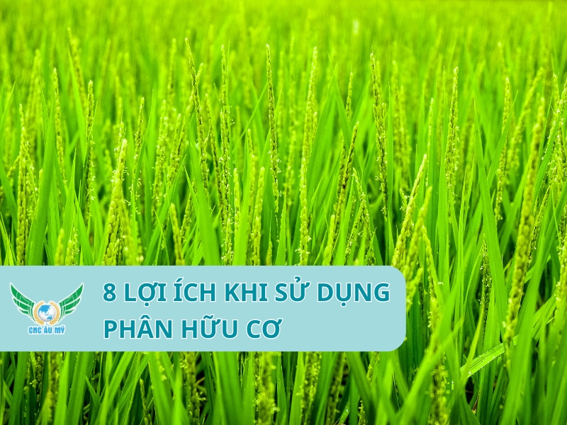 8 LỢI ÍCH KHI SỬ DỤNG PHÂN HỮU CƠ 