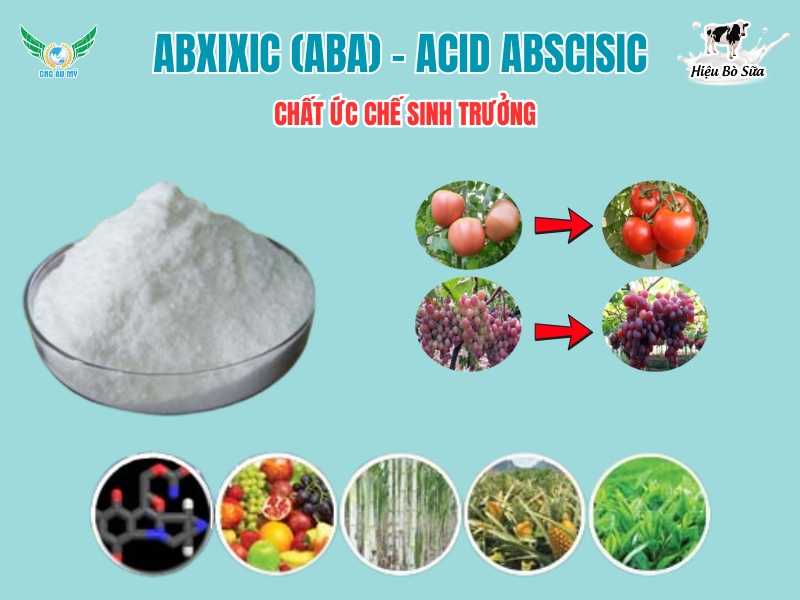 Abxixic (ABA) - Acid Abscisic (Chất ức chế sinh trưởng)