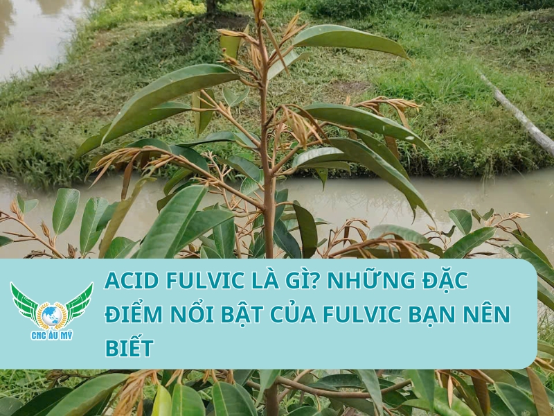 ACID FULVIC LÀ GÌ? NHỮNG ĐẶC ĐIỂM NỔI BẬT CỦA FULVIC BẠN NÊN BIẾT