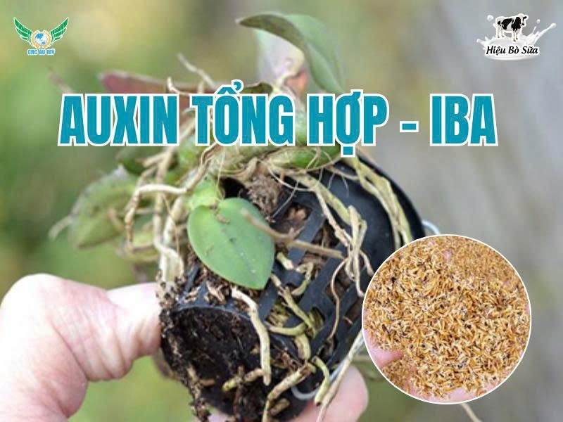 Auxin tổng hợp - IBA
