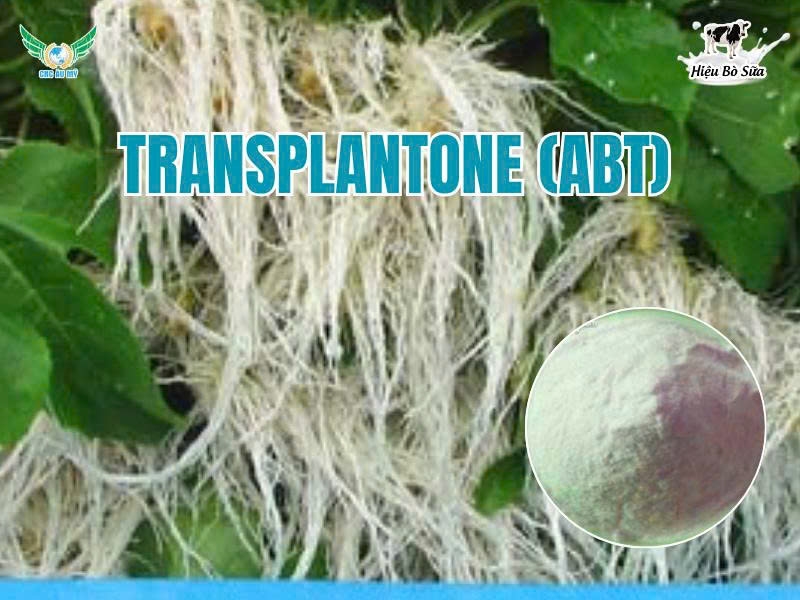 Auxin tổng hợp - NAA 99%