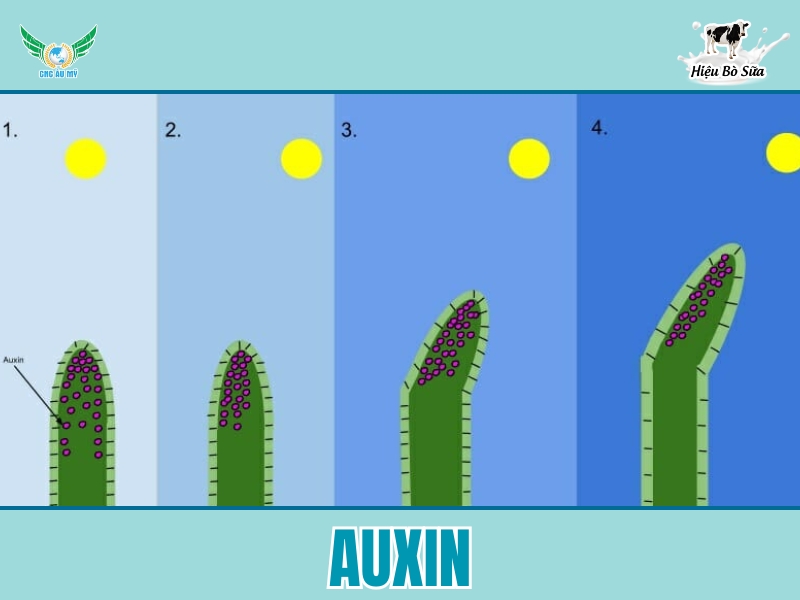 Auxin - Và những điều cần biết