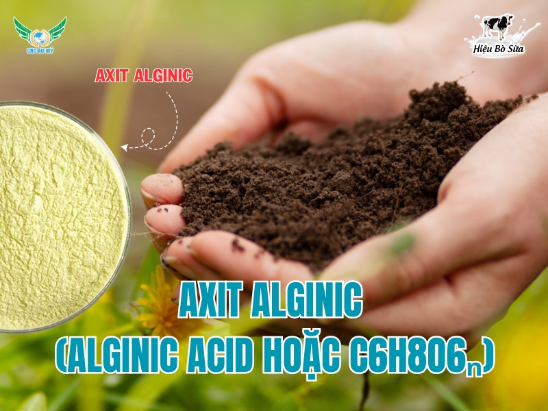 Axit Alginic – Và Những Điều Cần Biết