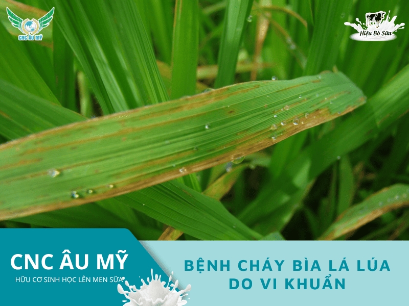 BỆNH CHÁY BÌA LÁ LÚA DO VI KHUẨN NGUYÊN NHÂN VÀ CÁCH PHÒNG TRỊ