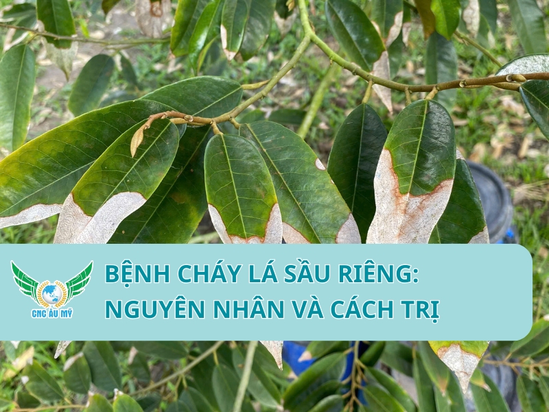 BỆNH CHÁY LÁ SẦU RIÊNG: NGUYÊN NHÂN VÀ CÁCH TRỊ