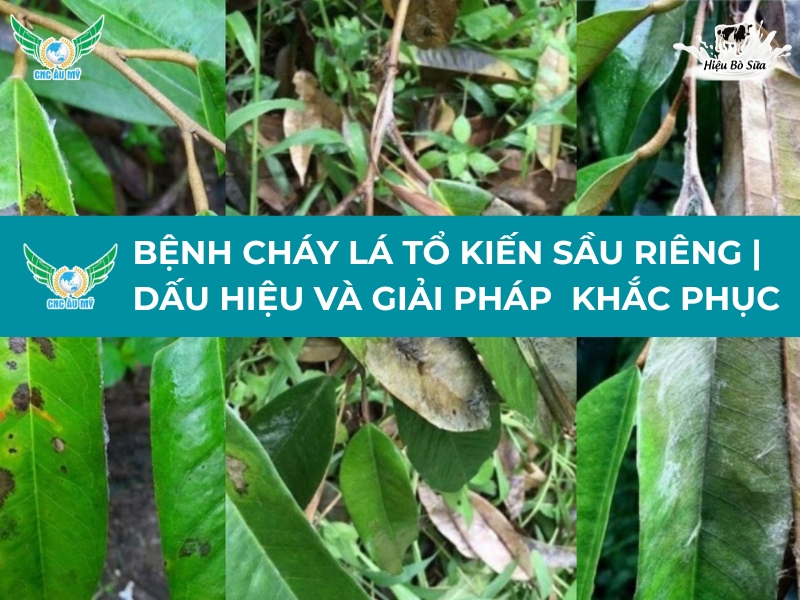 BỆNH CHÁY LÁ TỔ KIẾN SẦU RIÊNG | NGUYÊN NHÂN, DẤU HIỆU VÀ BIỆN PHÁP KHẮC PHỤC
