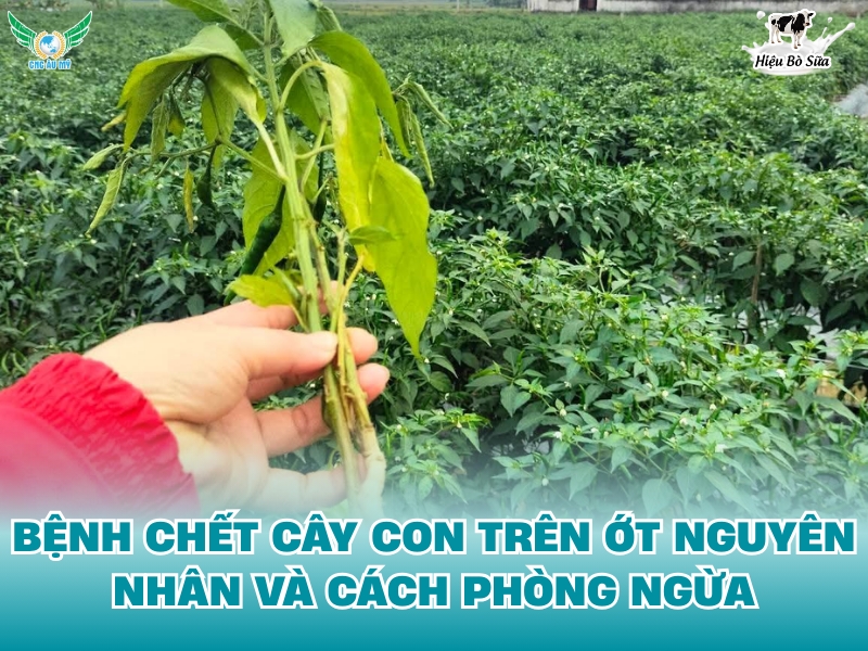 BỆNH CHẾT CÂY CON TRÊN ỚT NGUYÊN NHÂN VÀ CÁCH PHÒNG NGỪA