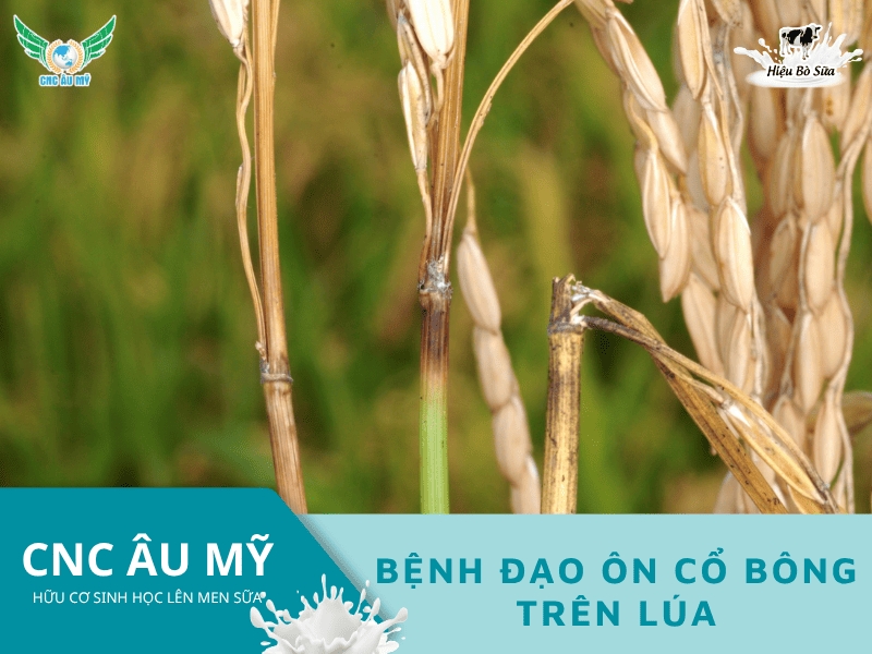 Bệnh đạo ôn cổ bông là gì? Nguyên nhân, dấu hiệu và cách phòng trị hiệu quả nhất