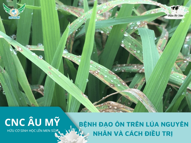 BỆNH ĐẠO ÔN TRÊN LÚA NGUYÊN NHÂN VÀ CÁCH ĐIỀU TRỊ 
