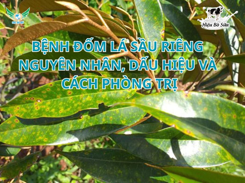 Bệnh đốm lá sầu riêng: Nguyên nhân, dấu hiệu và cách phòng trị