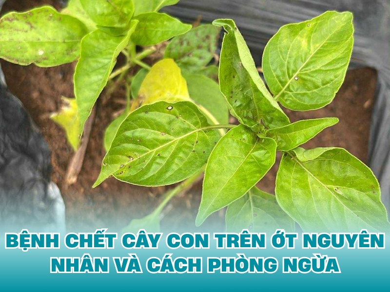 BỆNH ĐỐM LÁ TRÊN ỚT NGUYÊN NHÂN DẤU HIỆU VÀ BIỆN PHÁP PHÒNG NGỪA