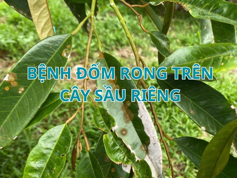 Bệnh đốm rong: Nguyên nhân, dấu hiệu và cách phòng ngừa hiệu quả