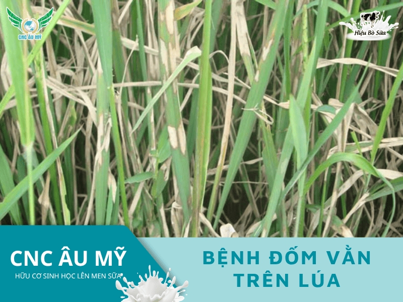 BỆNH KHÔ VẰN LÀ GÌ? NGUYÊN NHÂN VÀ BIỆN PHÁP PHÒNG NGỪA