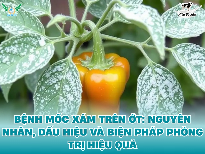 BỆNH MỐC XÁM TRÊN ỚT: NGUYÊN NHÂN, DẤU HIỆU VÀ BIỆN PHÁP PHÒNG TRỊ HIỆU QUẢ