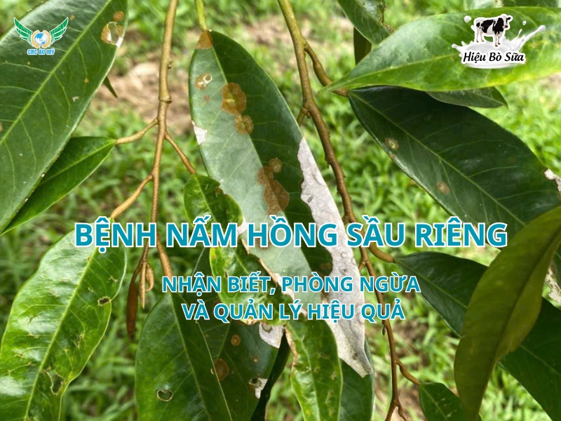 Bệnh nấm hồng sầu riêng: Nhận biết, phòng ngừa và quản lý hiệu quả