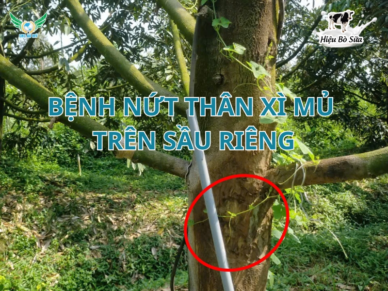 Bệnh nứt thân, xì mủ: Nguyên nhân, triệu chứng & cách phòng trị