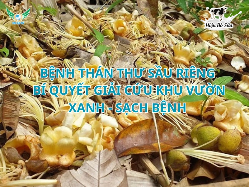 Bệnh thán thư sầu riêng: Bí quyết giải cứu khu vườn xanh - sạch bệnh