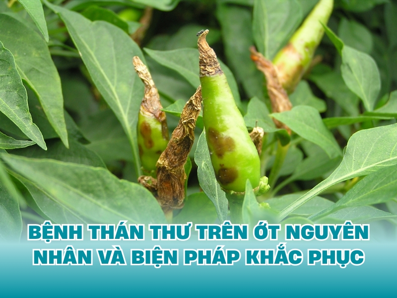 BỆNH THÁN THƯ TRÊN ỚT NGUYÊN NHÂN VÀ BIỆN PHÁP KHẮC PHỤC