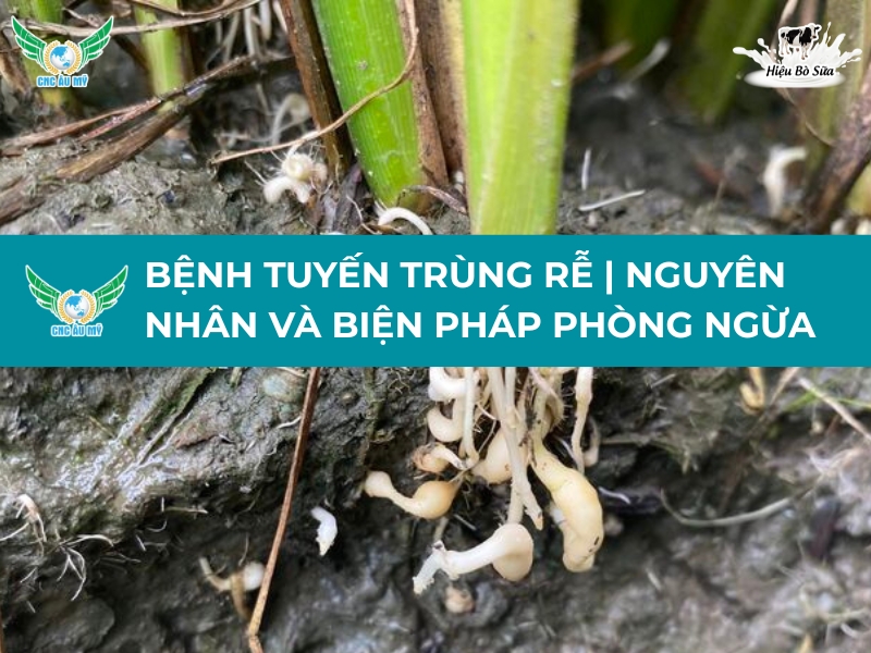BỆNH TUYẾN TRÙNG RỄ | NGUYÊN NHÂN VÀ BIỆN PHÁP PHÒNG NGỪA 