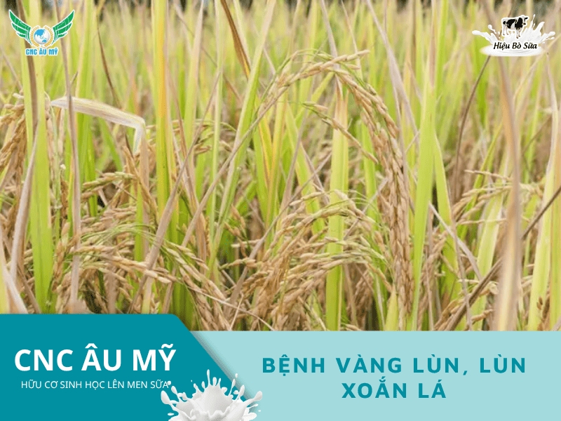 Bệnh vàng lá chín sớm trên lúa nguyên nhân và cách phòng trị