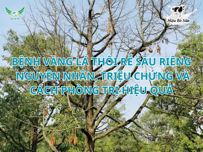 Bệnh vàng lá thối rễ: Nguyên nhân, triệu chứng và cách phòng trị hiệu quả