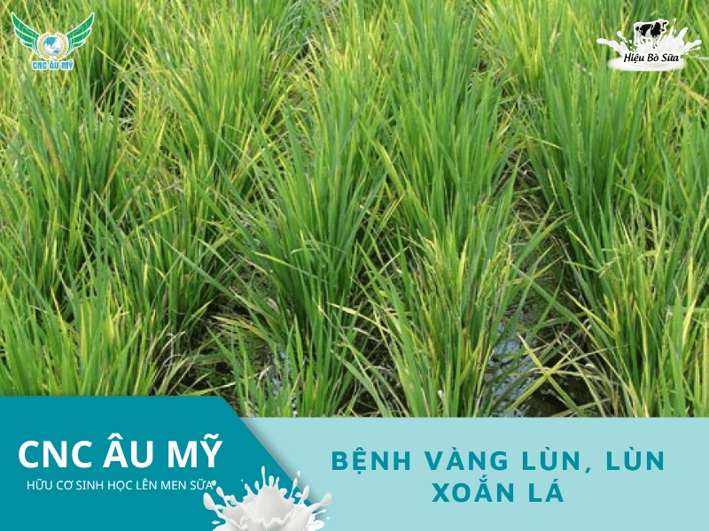 BỆNH VÀNG LÙN, LÙN XOẮN LÁ TRÊN LÚA  