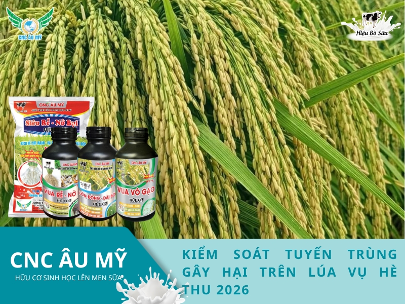 BÍ QUYẾT GIA TĂNG NĂNG SUẤT VỤ HÈ THU 2026