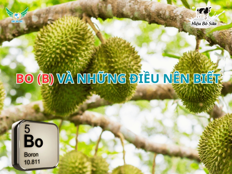 Bo (B) và những điều nên biết