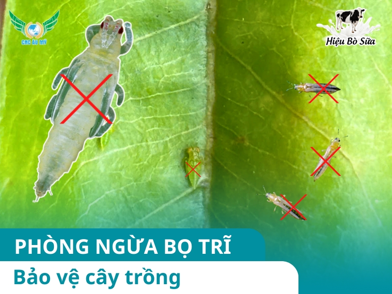 BỌ TRĨ CÁCH TIÊU DIỆT AN TOÀN VÀ HIỆU QUẢ 