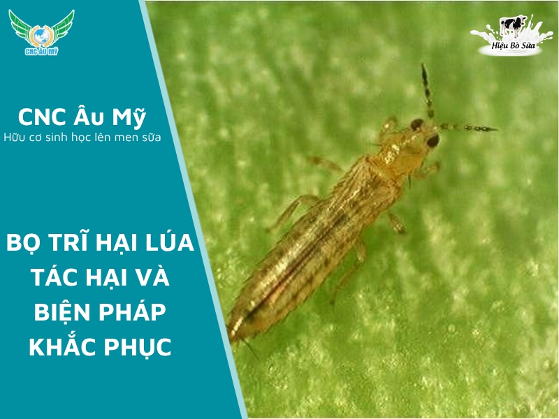 BỌ TRĨ HẠI LÚA TÁC HẠI VÀ BIỆN PHÁP KHẮC PHỤC