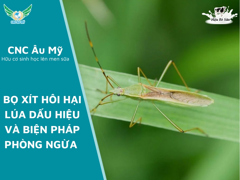 BỌ XÍT HÔI HẠI LÚA DẤU HIỆU VÀ BIỆN PHÁP PHÒNG NGỪA 