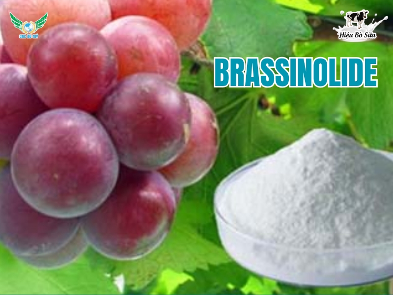 Brassinolide