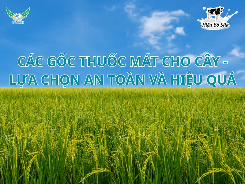 CÁC GỐC THUỐC MÁT CHO CÂY - LỰA CHỌN AN TOÀN VÀ HIỆU QUẢ