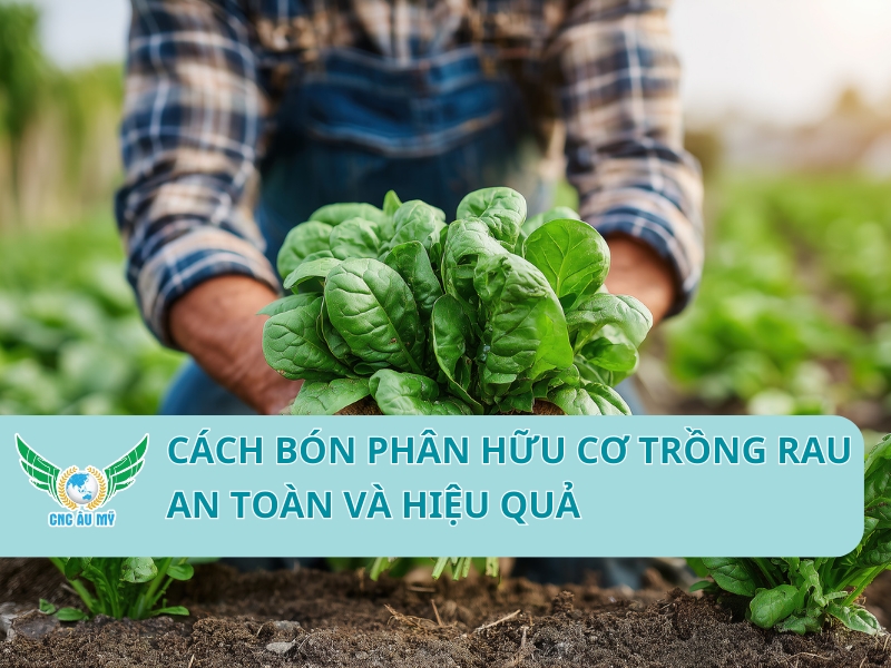 Cách bón phân hữu cơ trồng rau an toàn và hiệu quả