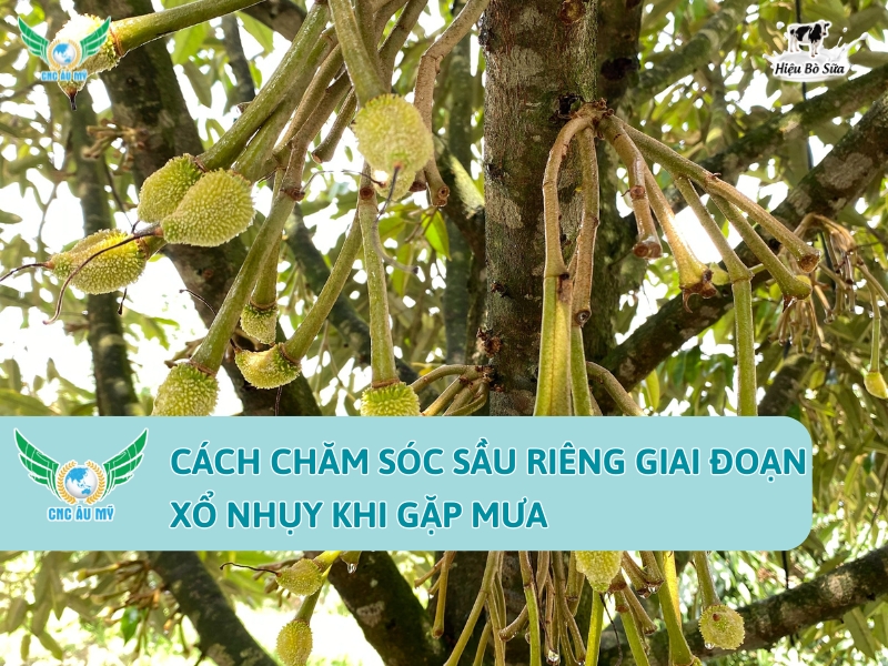 CÁCH CHĂM SÓC SẦU RIÊNG GIAI ĐOẠN XỔ NHỤY KHI GẶP MƯA