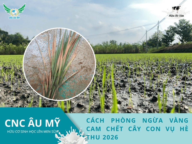 Cách phòng ngừa hiện tượng vàng cam chết cây con vụ Hè Thu 2026