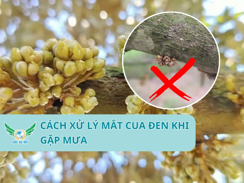 CÁCH XỬ LÝ MẮT CUA ĐEN KHI GẶP MƯA