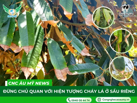 CẢNH BÁO HIỆN TƯỢNG CHÁY LÁ SẦU RIÊNG - BÀ CON KHÔNG NÊN CHỦ QUAN