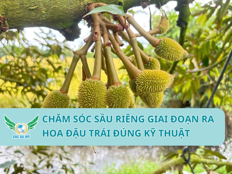 CHĂM SÓC SẦU RIÊNG GIAI ĐOẠN RA HOA ĐẬU TRÁI ĐÚNG KỸ THUẬT 