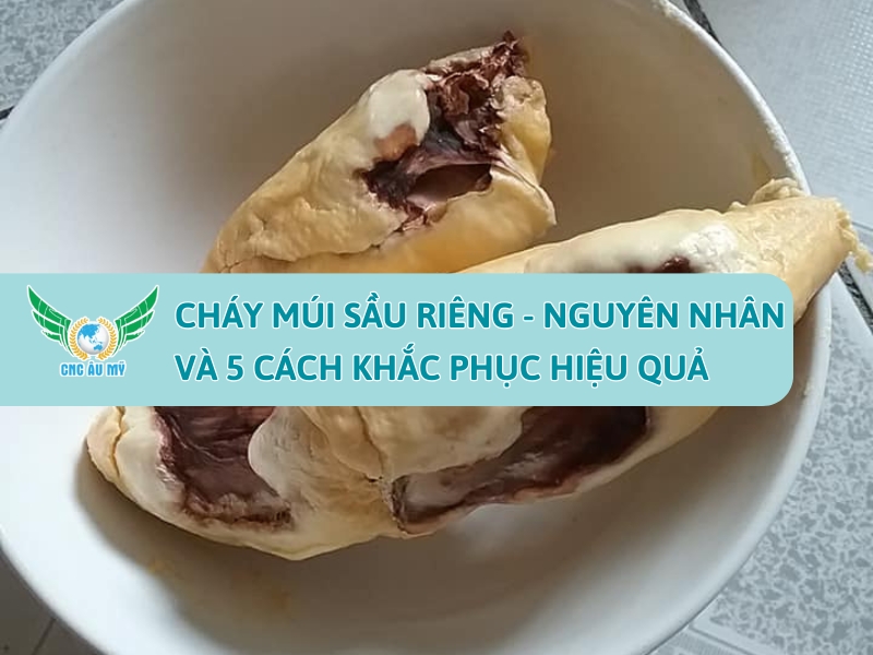 CHÁY MÚI SẦU RIÊNG NGUYÊN NHÂN VÀ 5 CÁCH KHẮC PHỤC HIỆU QUẢ