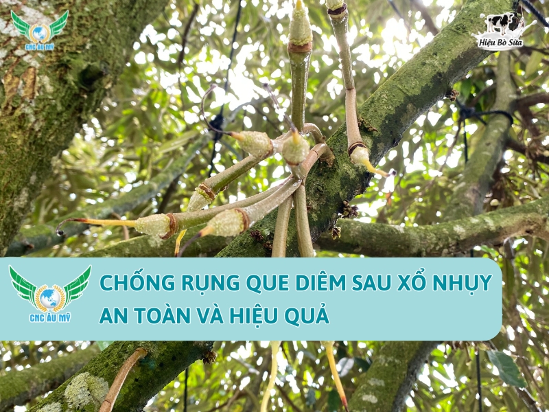 CHỐNG RỤNG QUE DIÊM SAU XỔ NHỤY AN TOÀN VÀ HIỆU QUẢ