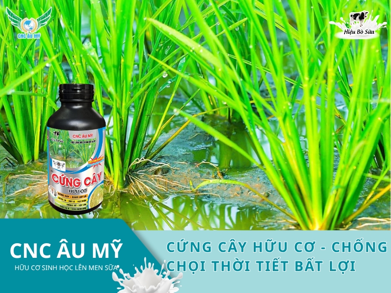 CỨNG CÂY HỮU CƠ - CHỐNG CHỌI THỜI TIẾT BẤT LỢI