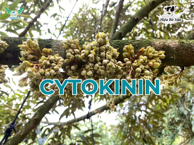 Cytokinin - DA6