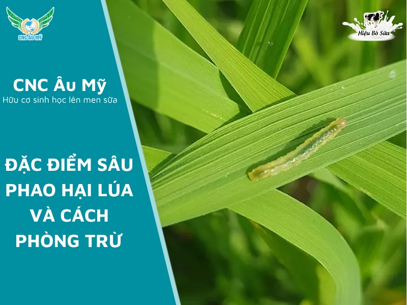 ĐẶC ĐIỂM SÂU PHAO HẠI LÚA VÀ CÁCH PHÒNG TRỪ
