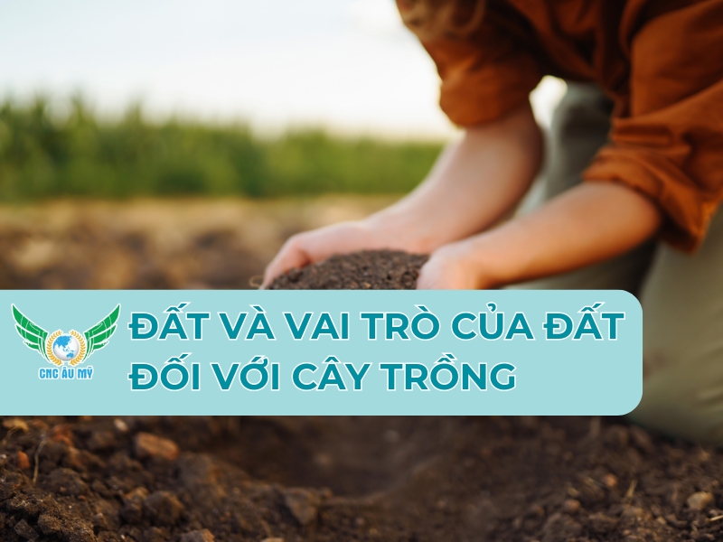VAI TRÒ CỦA ĐẤT ĐỐI VỚI CÂY TRỒNG