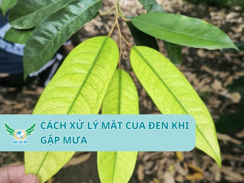 DẤU HIỆU CÂY TRỒNG THIẾU TRUNG VI LƯỢNG 