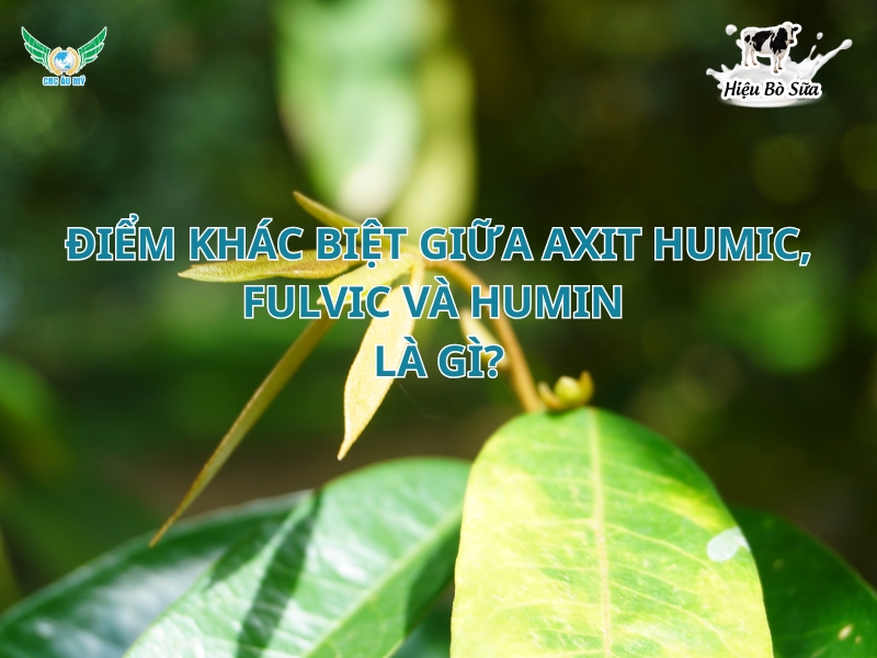 Điểm khác biệt giữa Axit Humic - Axit Fulvic và Humin là gì? 