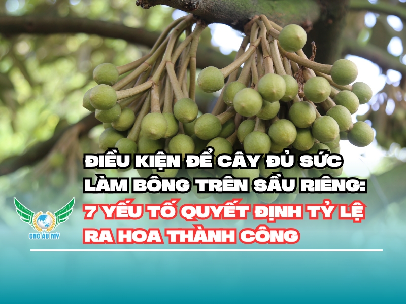Điều kiện để cây đủ sức làm bông trên sầu riêng: 7 yếu tố quyết định tỷ lệ ra hoa thành công